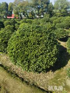 冠幅150厘米海桐球