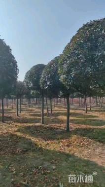 12公分红叶石楠