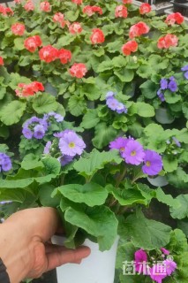 高度30厘米大花樱草