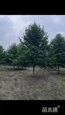 15公分乐昌含笑