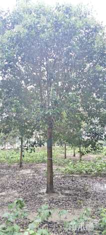 18公分大叶女贞