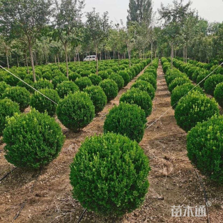 冠幅70厘米小叶黄杨球