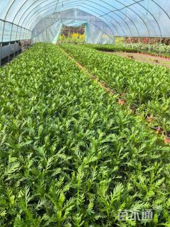 高度20厘米黄金菊