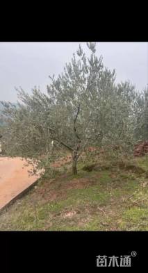 15公分橄榄树