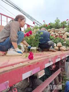 高度50厘米月季