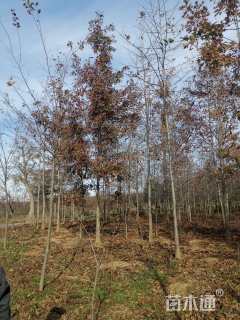 10公分北美红栎