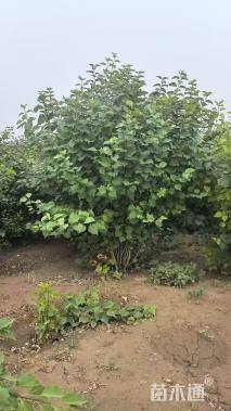 高度300厘米丛生丁香