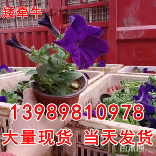 高度15厘米高度20厘米矮牵牛【大杯苗】