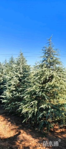 高度300厘米雪松