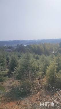 高度350厘米雪松