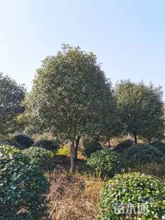 15公分红叶石楠