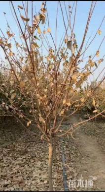 高度200厘米蜡梅