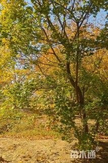 高度650厘米丛生五角枫