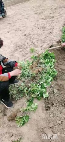 高度20厘米草莓