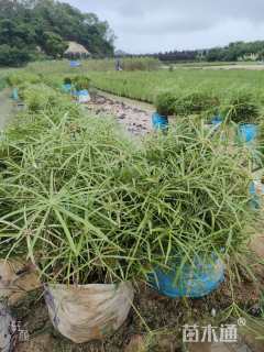 高度30厘米旱伞草