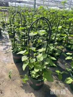 黑眼苏珊(翼叶山牵牛)