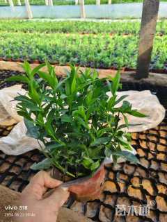 高度20厘米紫菀