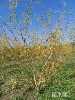 高度150厘米丛生金枝槐