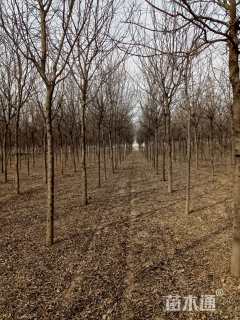 高度2500厘米皂角小苗