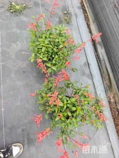 高度40厘米一串红