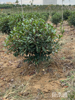 冠幅800厘米红叶石楠球