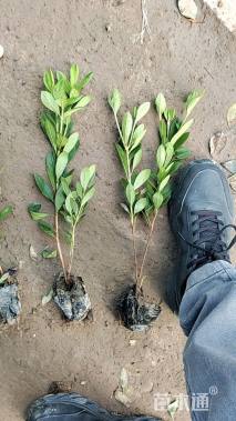 高度20厘米毛鹃