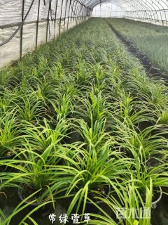 高度20厘米常绿萱草