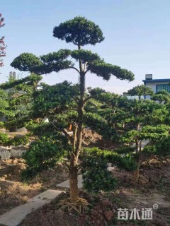 容器苗造型罗汉松