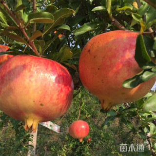 高度300厘米果石榴