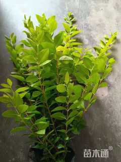 高度60厘米金叶女贞
