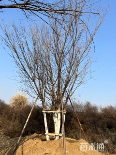 高度850厘米丛生元宝枫