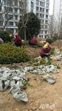 高度31厘米红花继木