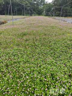 高度10厘米姬岩垂草