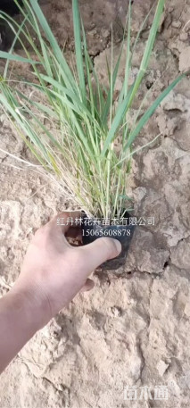 高度15厘米画眉草