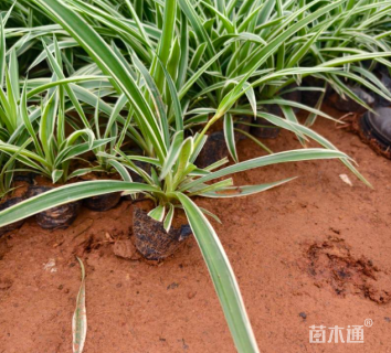 高度25厘米金边吊兰