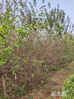 高度260厘米金银木