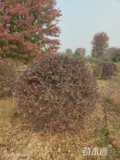 冠幅150厘米红花继木球