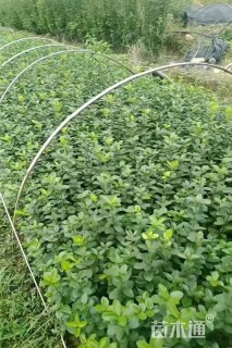 高度30厘米大叶黄杨