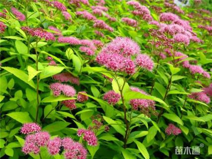 高度50厘米绣线菊小苗