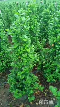 高度100厘米火山榕