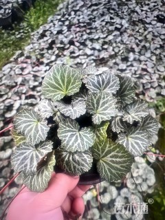 高度15厘米虎耳草