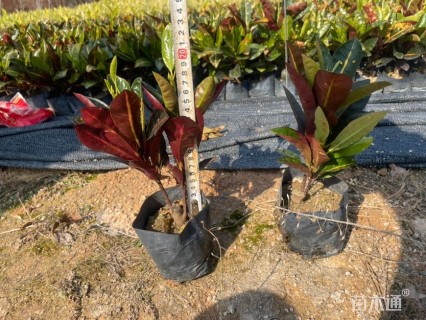 高度25厘米变叶木