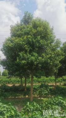 16公分大叶女贞