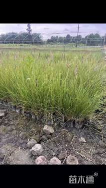 高度30厘米羽绒狼尾草