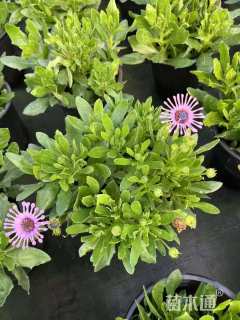 高度20厘米南非万寿菊