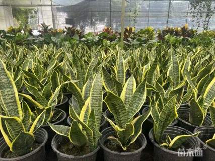 高度50厘米金边虎尾兰