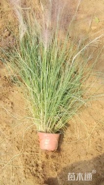 高度48厘米粉黛乱子草