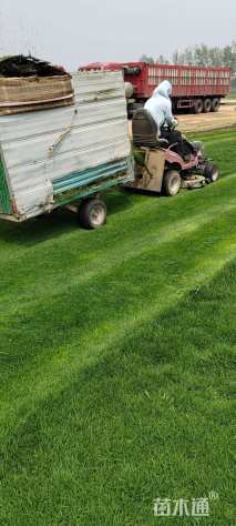 草毯状早熟禾草