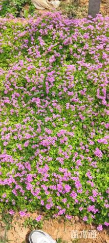 高度8厘米红花酢浆草