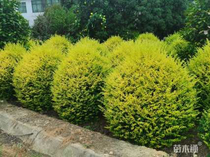 冠幅150厘米亮晶女贞球